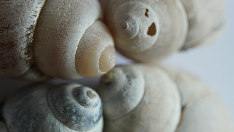 Seashells Macro Photography